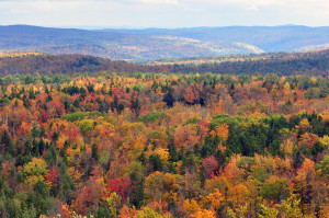 Vermont forest view from Hogback Mountain