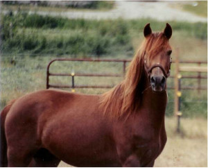A chestnut Morgan horse that carries the Silver mutation. Photo by Anthony Domire JR.
